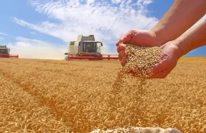 Achat de blé dur en Algérie : L’OAIC acquiert environ 500 000 tonnes à 315 dollars la tonne