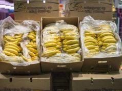 Blida : Saisie record de 46 tonnes de bananes dans des chambres froides illégales, un spéculateur face à la justice