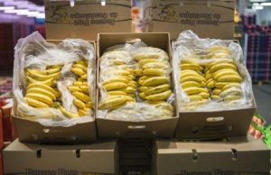 Blida : Saisie record de 46 tonnes de bananes dans des chambres froides illégales, un spéculateur face à la justice