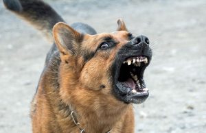 Morsures de Chiens en Algérie : Une Augmentation de 165 % en 2025